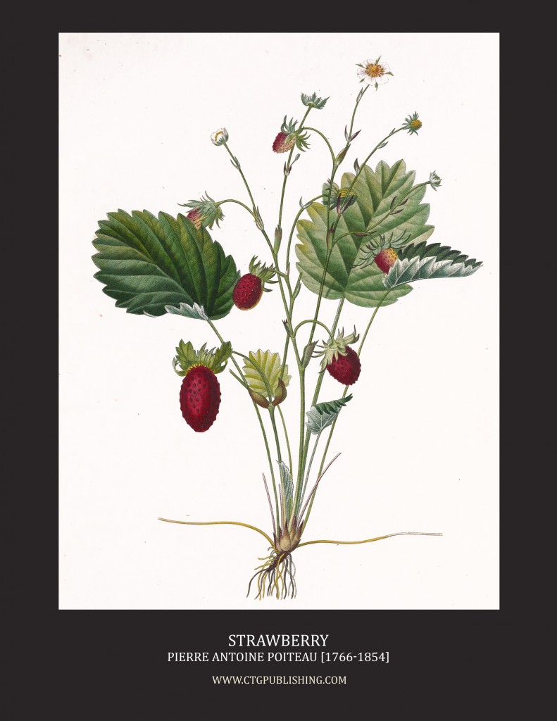 Strawberry - Illustration by Pierre Antoine Poiteau