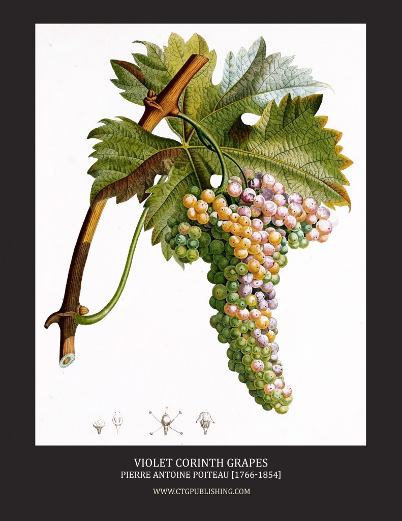 Violet Corinth Grapes - Illustration by Pierre Antoine Poiteau
