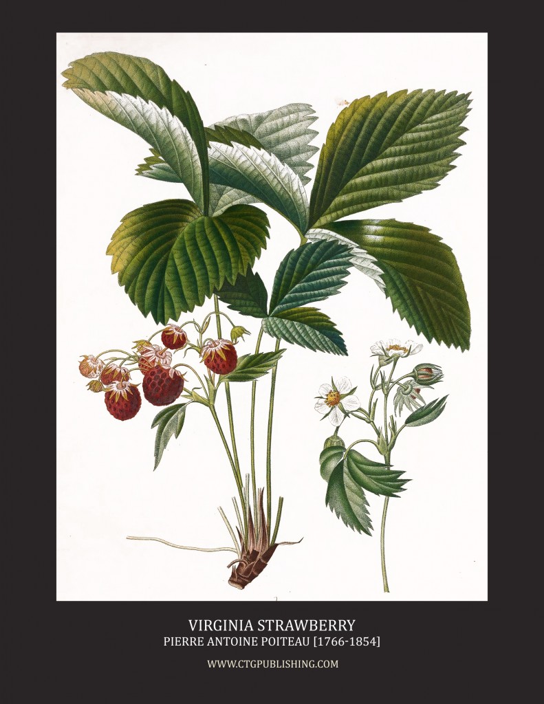 Virginia Strawberry - Illustration by Pierre Antoine Poiteau