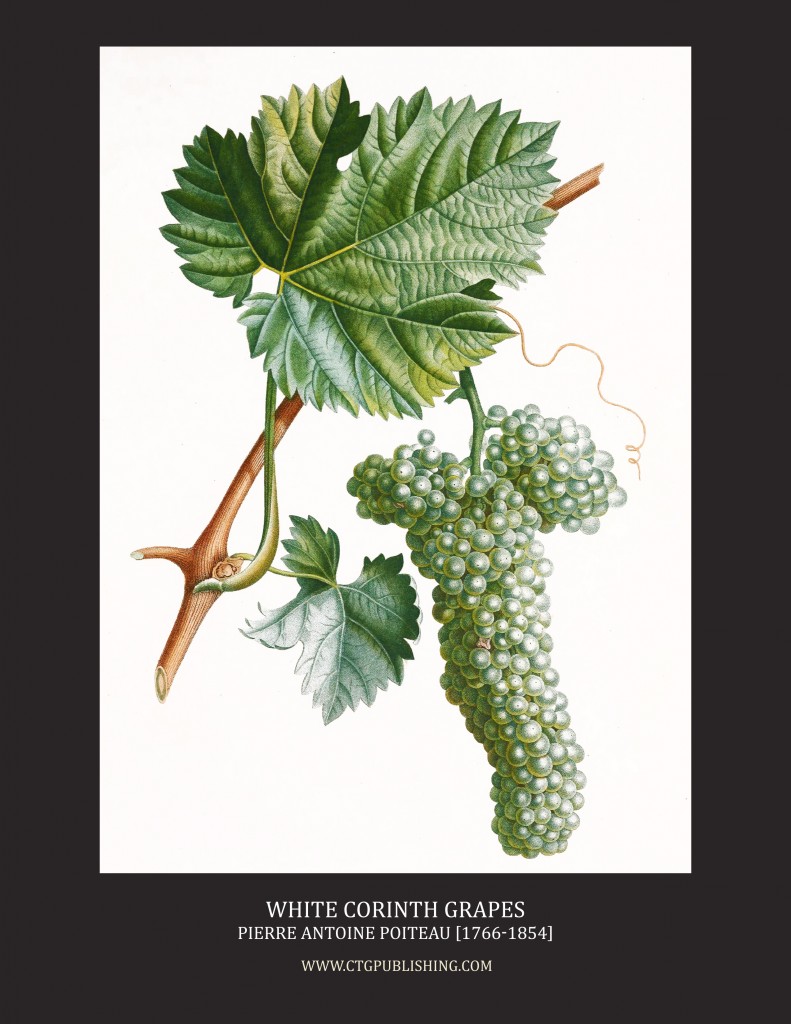 White Corinth Grapes - Illustration by Pierre Antoine Poiteau