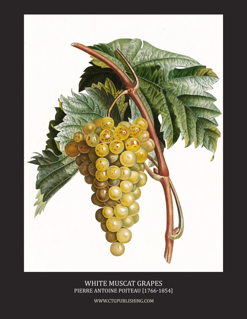 White Muscat Wine Grapes - Illustration by Pierre Antoine Poiteau