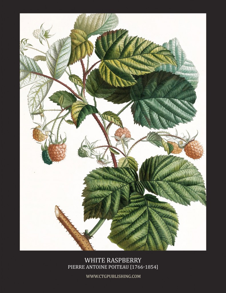 White Raspberry - Illustration by Pierre Antoine Poiteau