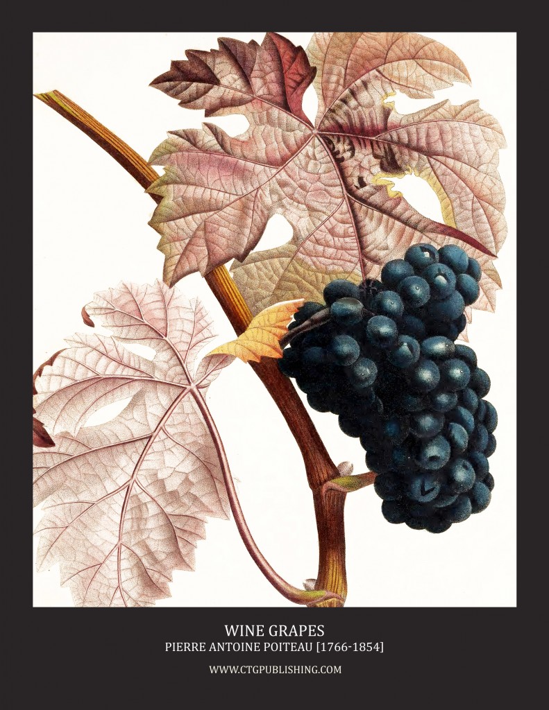 Wine Grapes - Illustration by Pierre Antoine Poiteau
