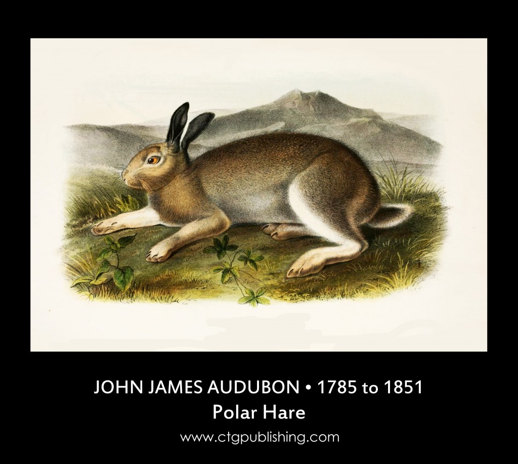 Polar Hare - Illustration by John James Audubon
