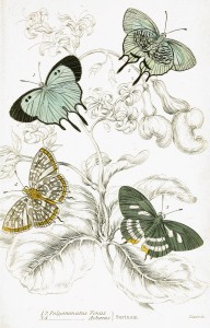 Polyommatus Venus and Polyommatus Achaeus Butterflies - Illustration by W.H. Lizars circa 1858