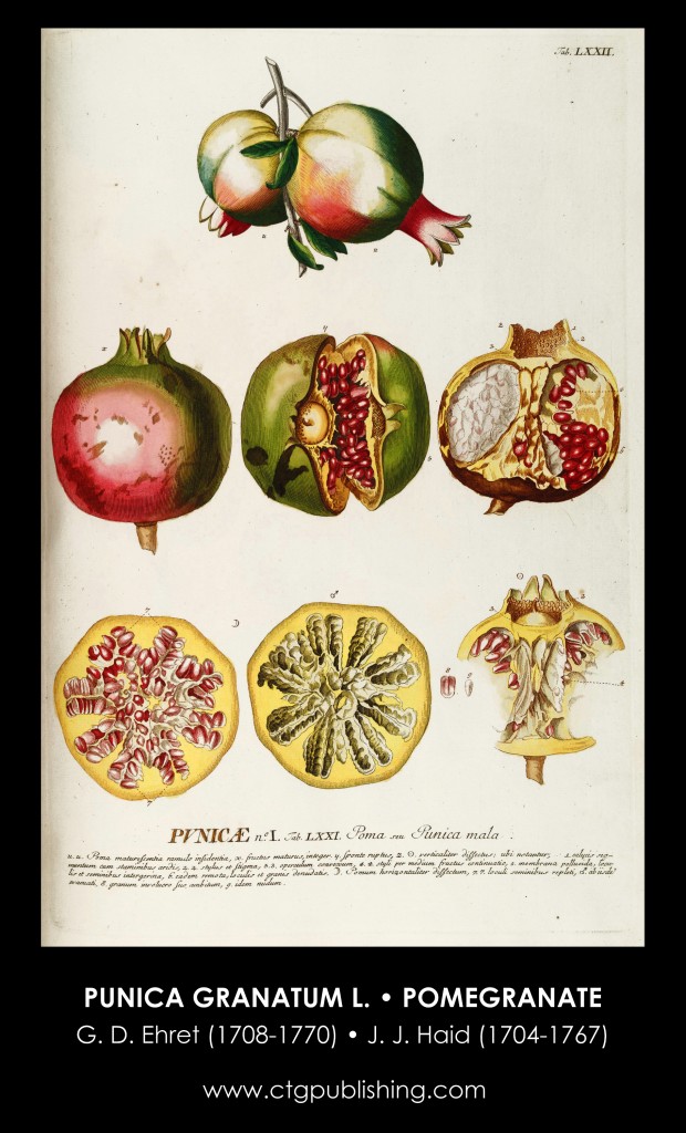 Pomegranate Fruit Illustration by Georg Dionysius Ehret