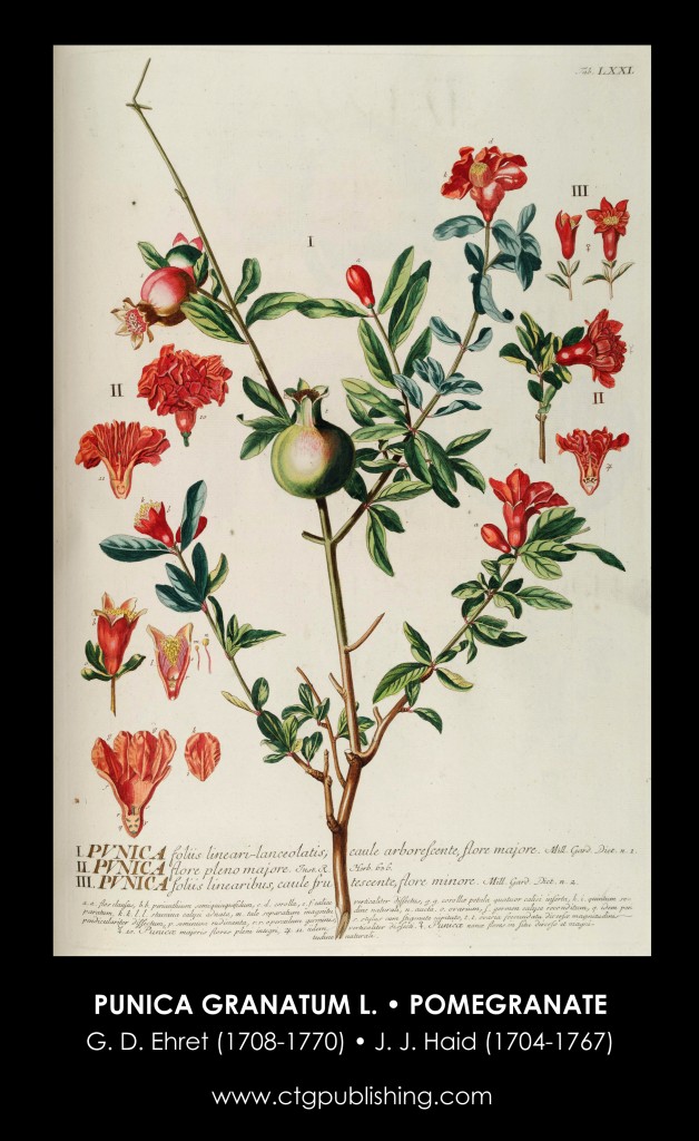 Pomegranate Plant Illustration by Georg Dionysius Ehret