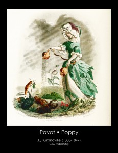 Poppy Illustration From J. J. Grandville's Animated Flowers