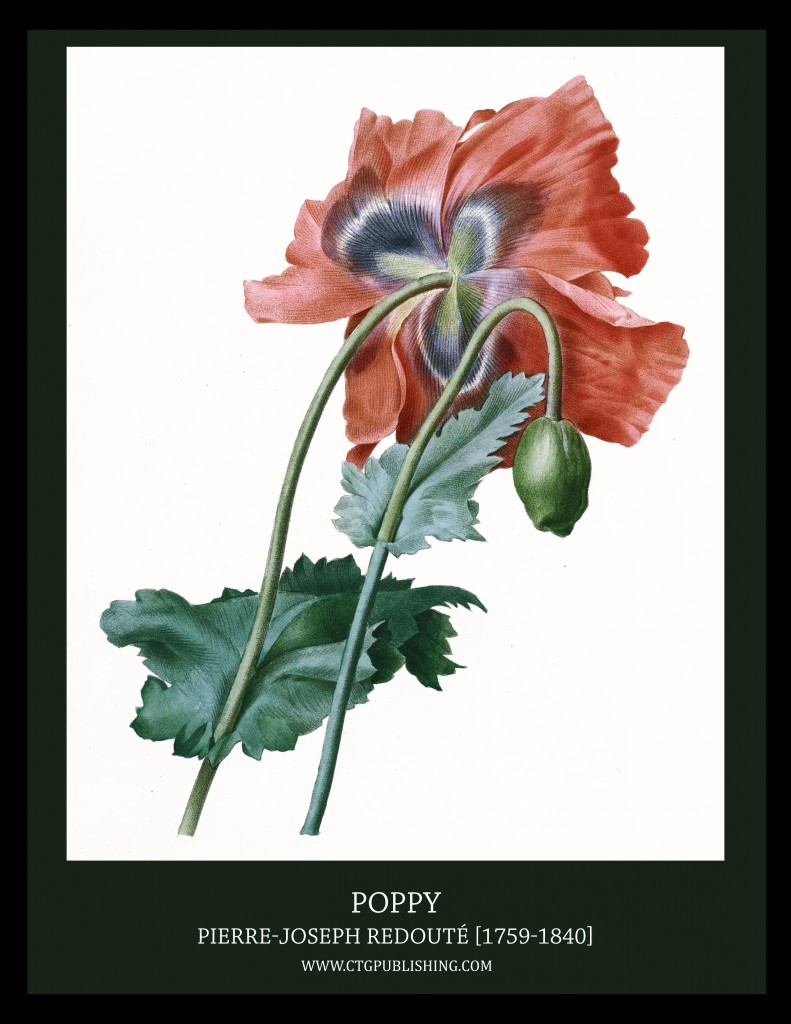 Poppy - Illustration by Pierre-Joseph Redoute
