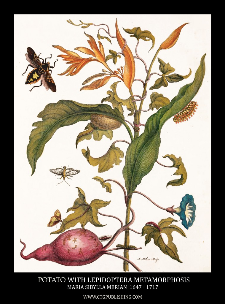 Potato and Lepidoptera Metamorphosis Image by Maria Sibylla Merian circa 1705
