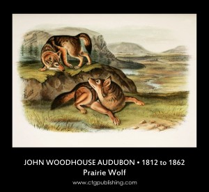 Prairie Wolf - Illustration by John Woodhouse Audubon