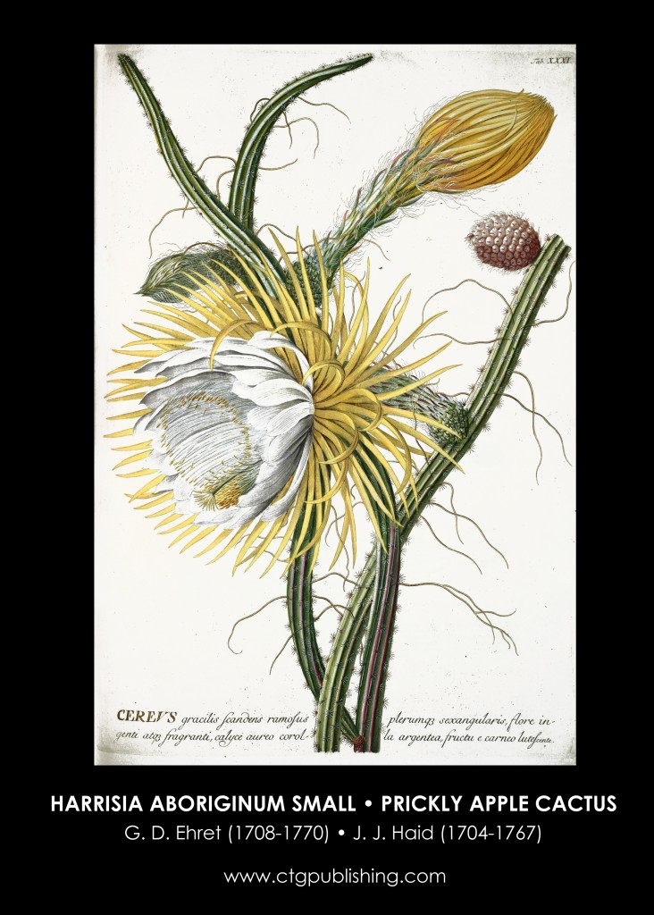 Prickly Apple Cactus Plant Illustration by Georg Dionysius Ehret