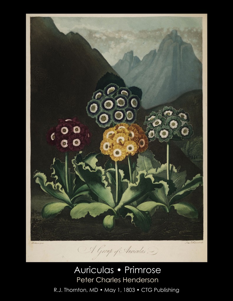 Primroses Illustration from Temple of Flora R.J. Thornton published 1803