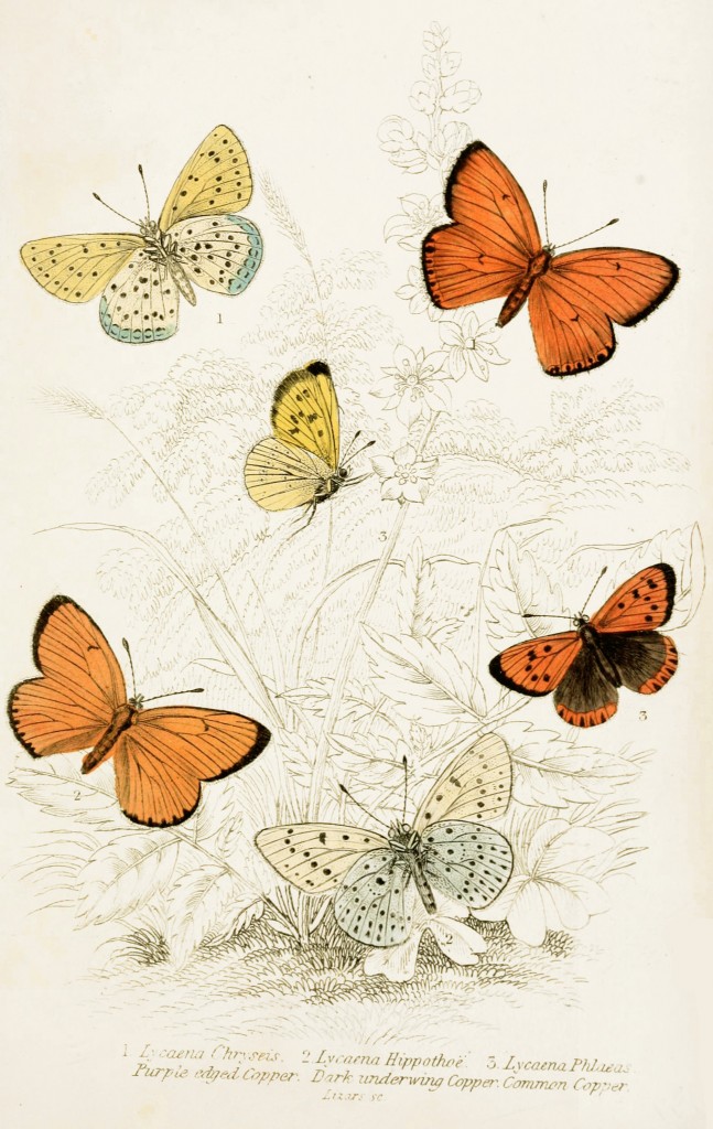 Purple Edged Copper, Dark Underwing Copper and Common Copper Butterflies - Illustration by W.H. Lizars circa 1855