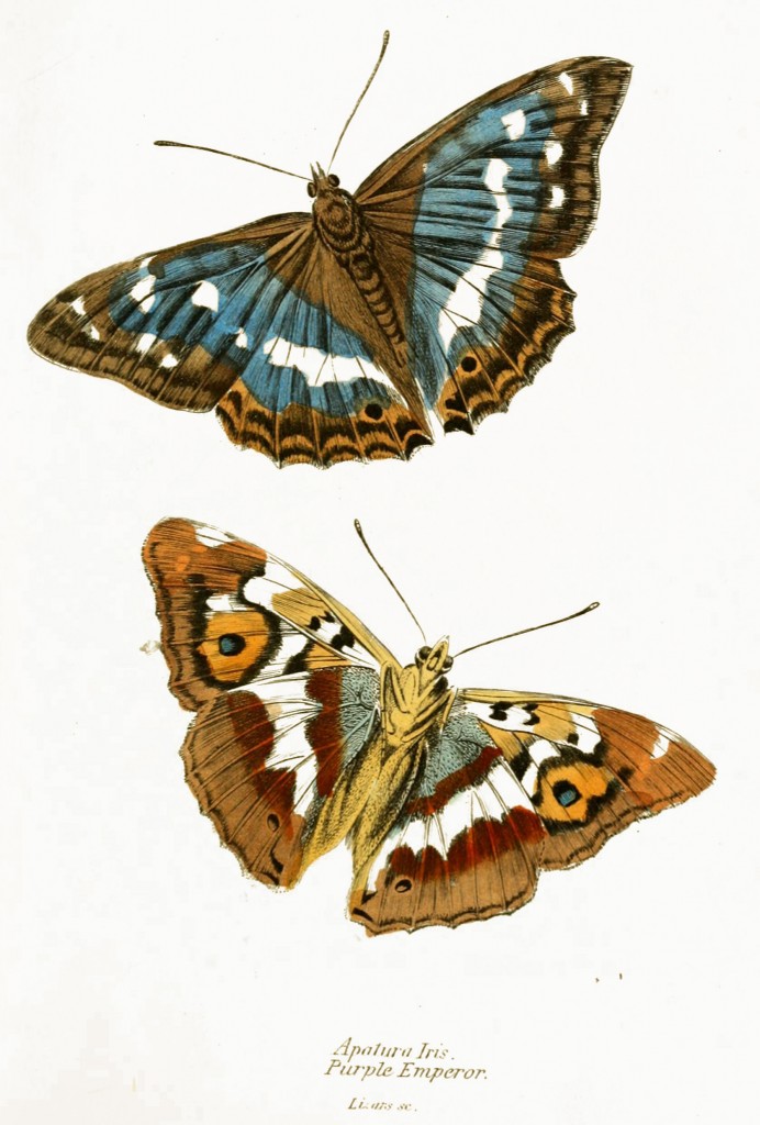Purple Emperor Butterflies - Illustration by W.H. Lizars circa 1855