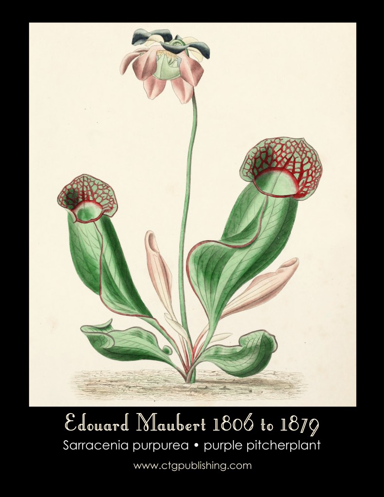 Purple Pitcherplant Illustration by Edouard Maubert