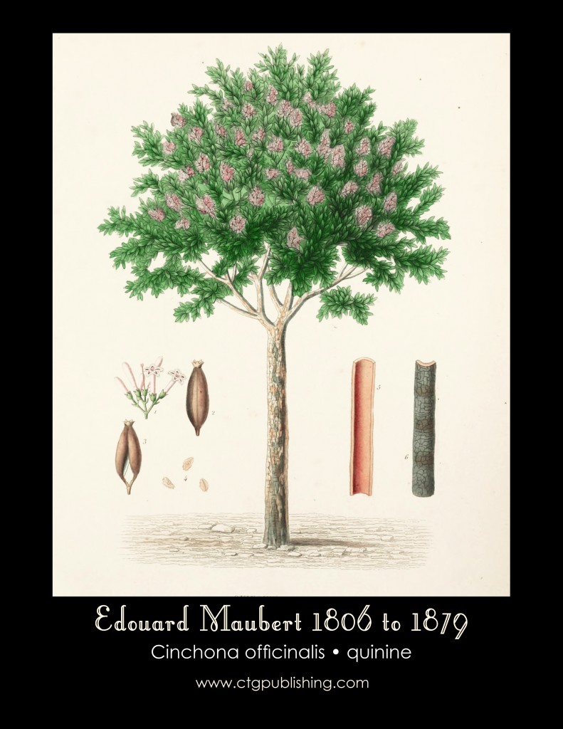 Quinine Illustration by Edouard Maubert