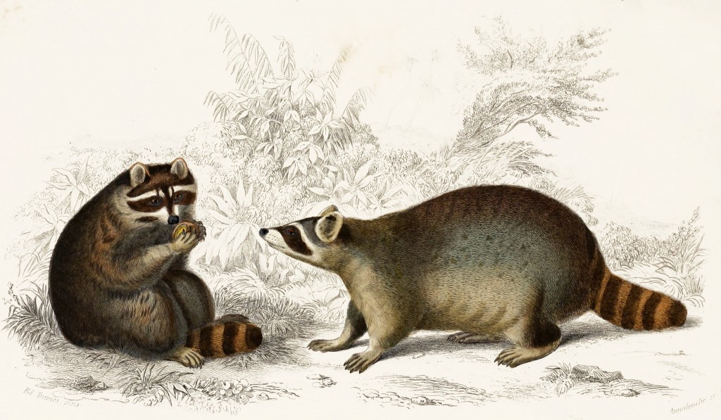 Racoon - Illustration by Edouard Travies