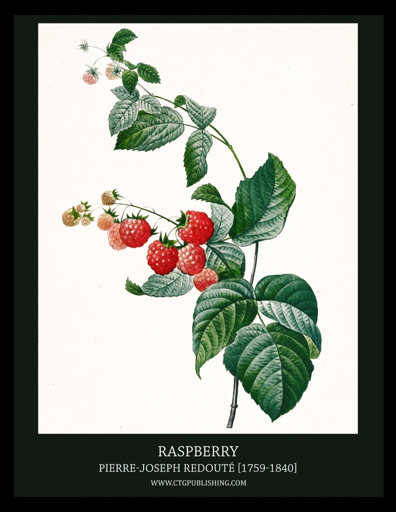 Raspberry - Illustration by Pierre-Joseph Redoute