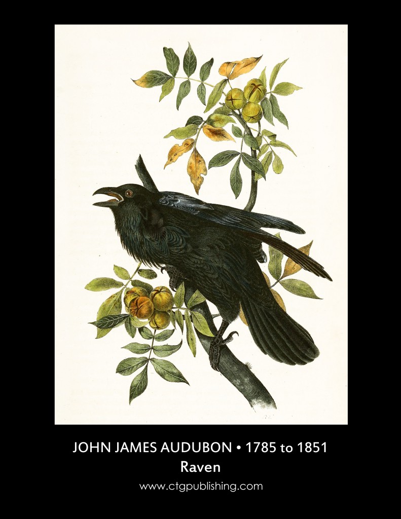 Raven - Illustration by John James Audubon circa 1840