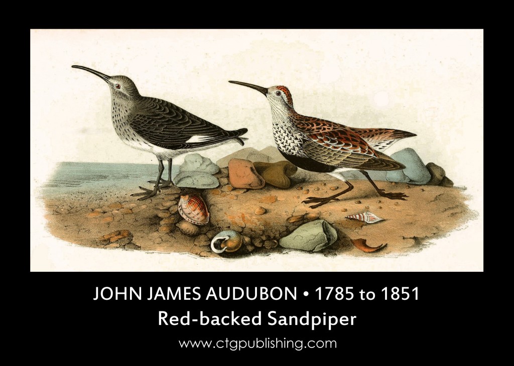 Red-backed Sandpiper - Illustration by John James Audubon circa 1840