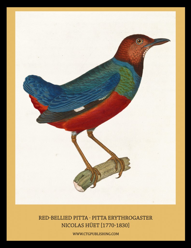 Red-bellied Pitta - Illustration by Nicolas Huet