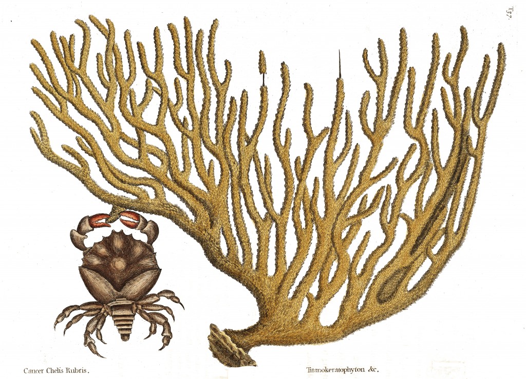 Red-claw Crab Illustration by Mark Catesby circa 1722