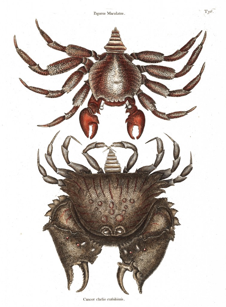 Red-mottled Rock Crab Illustration by Mark Catesby circa 1722