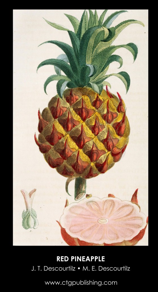Red Pineapple Illustration by Descourtilz