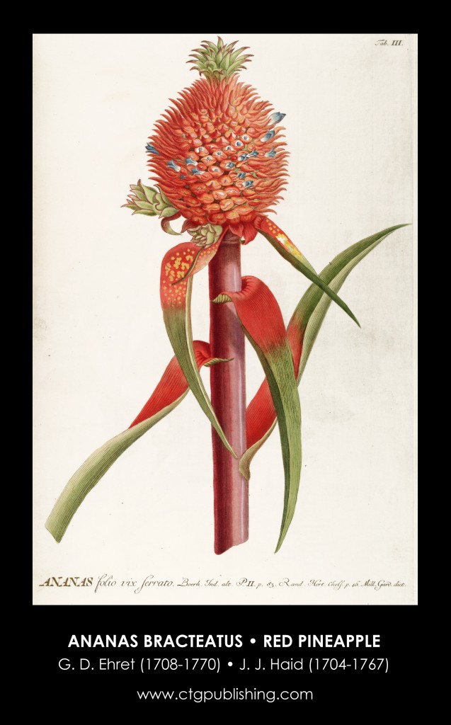 Red Pineapple Illustration by Georg Dionysius Ehret