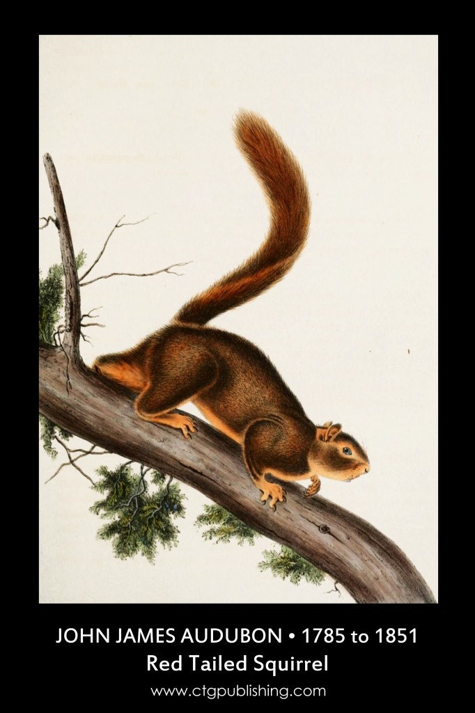 Red-tailed Squirrel - Illustration by John James Audubon