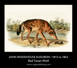 Red Texan Wolf - Illustration by John Woodhouse Audubon