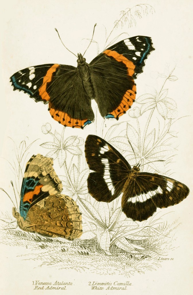 Red Admiral and White Admiral Butterflies - Illustration by W.H. Lizars circa 1855