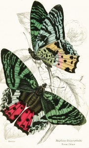 Rhipheus Dasycephalus Butterflies - Illustration by W.H. Lizars circa 1858