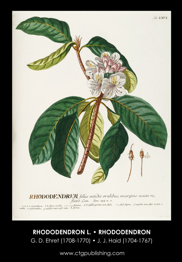 Rhododendron Illustration by Georg Dionysius Ehret