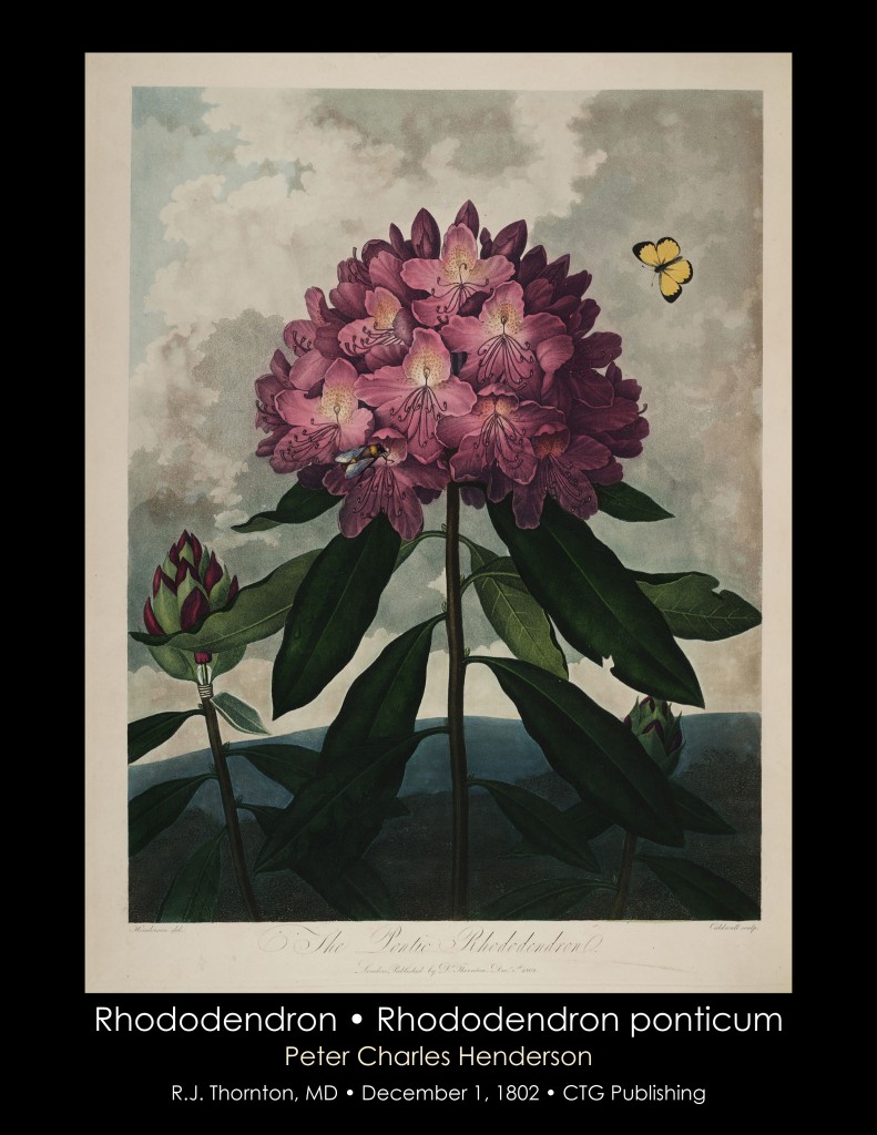 Rhododendron Illustration from Temple of Flora R.J. Thornton published 1802