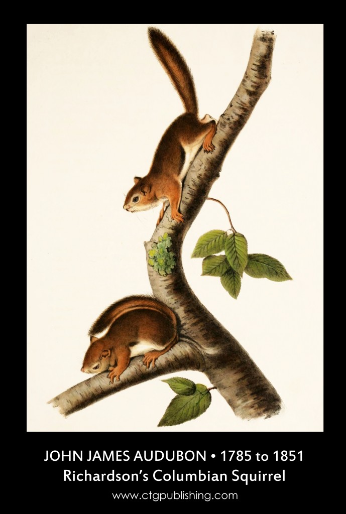 Richardson's Columbian Squirrel - Illustration by John James Audubon