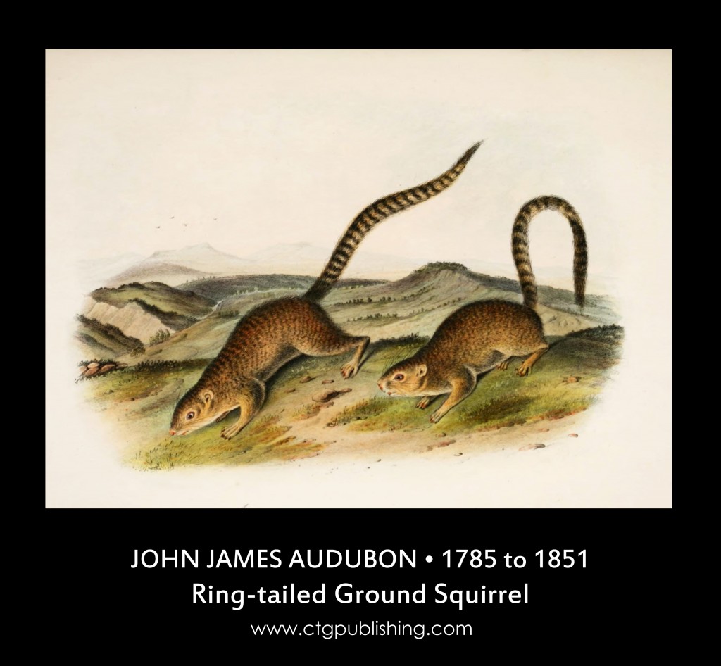 Ring-tailed Ground Squirrel - Illustration by John James Audubon