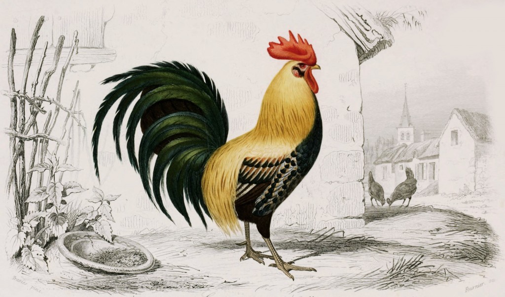 Rooster - Illustration by Edouard Travies