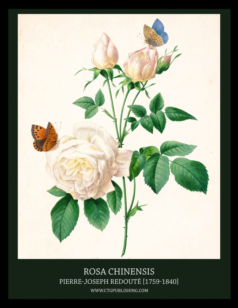 Rosa Chinensis - Illustration by Pierre-Joseph Redoute