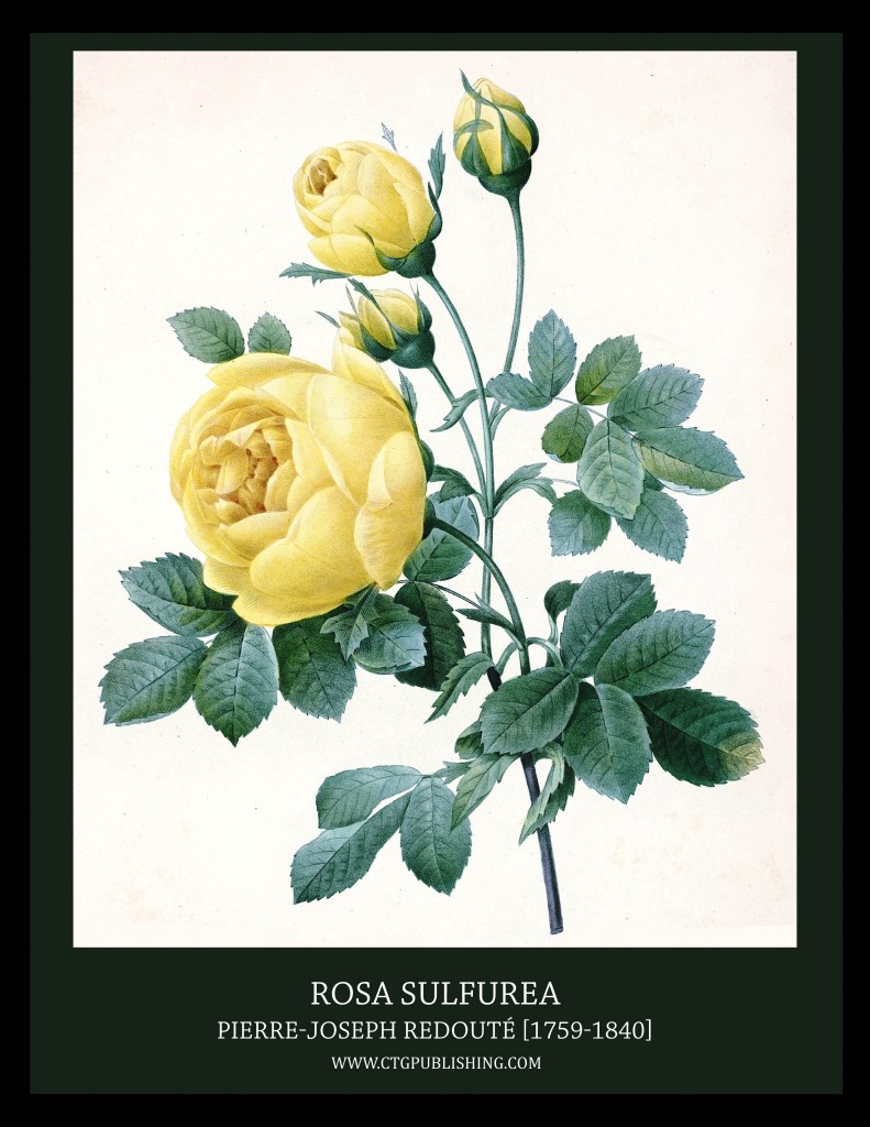 Rosa Sulfurea - Yellow Rose - Illustration by Pierre-Joseph Redoute
