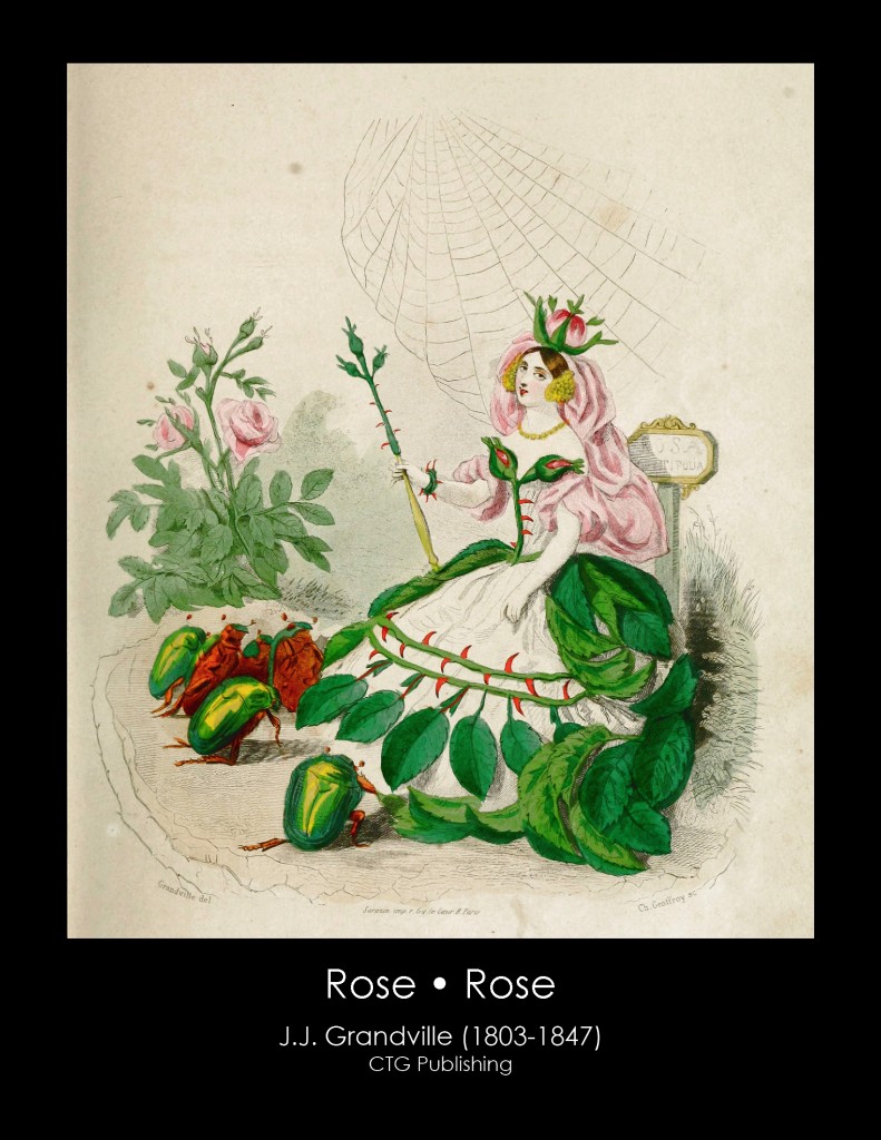 Rose Illustration From J. J. Grandville's Animated Flowers