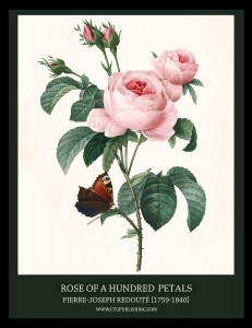 Rose of a Hundred Petals - Illustration by Pierre-Joseph Redoute