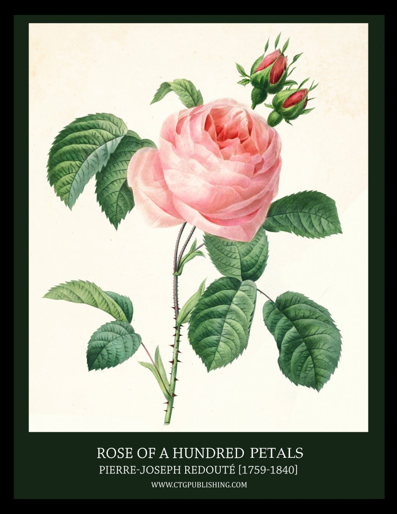 Rose of a Hundred Petals - Illustration by Pierre-Joseph Redoute