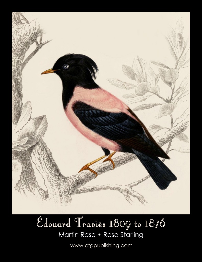 Rose Starling - Illustration by Edouard Travies