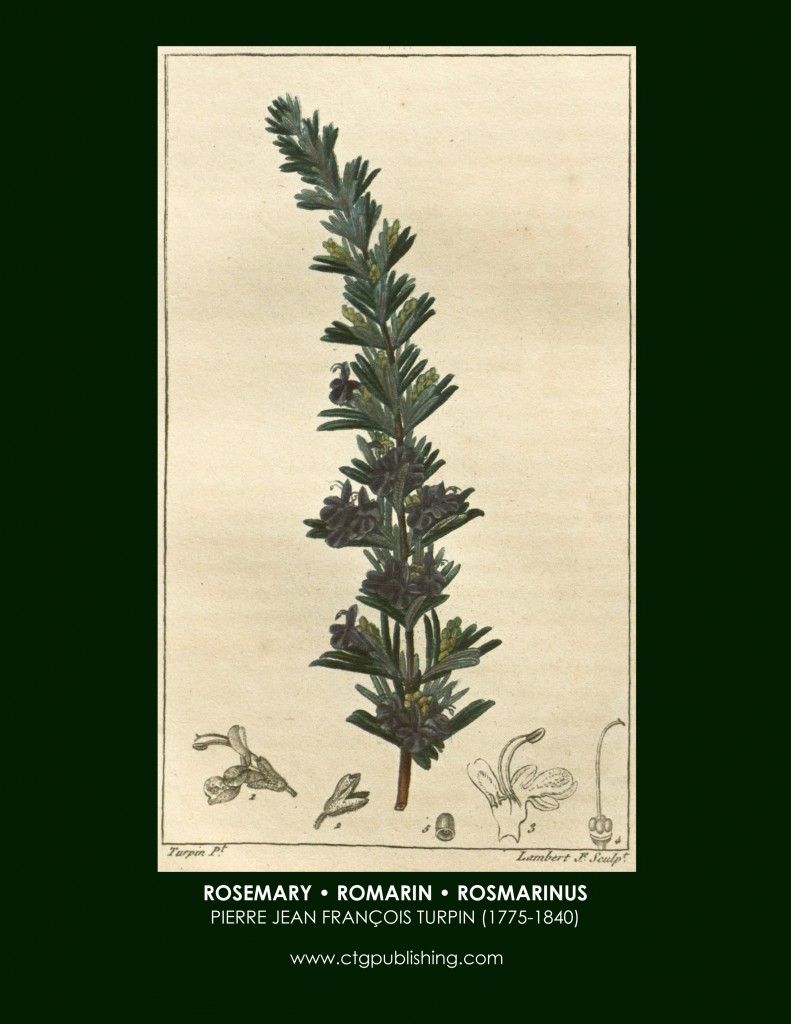 Rosemary Botanical Print by Turpin