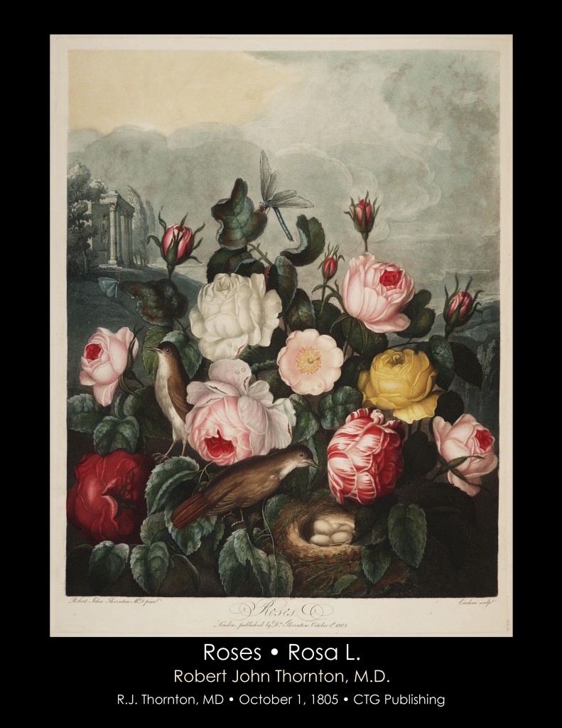 Roses Illustration from Temple of Flora R.J. Thornton published 1805