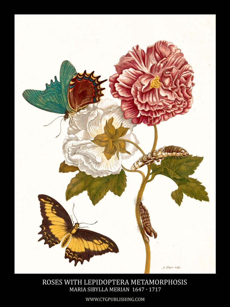 Roses and Lepidoptera Metamorphosis Image by Maria Sibylla Merian circa 1705
