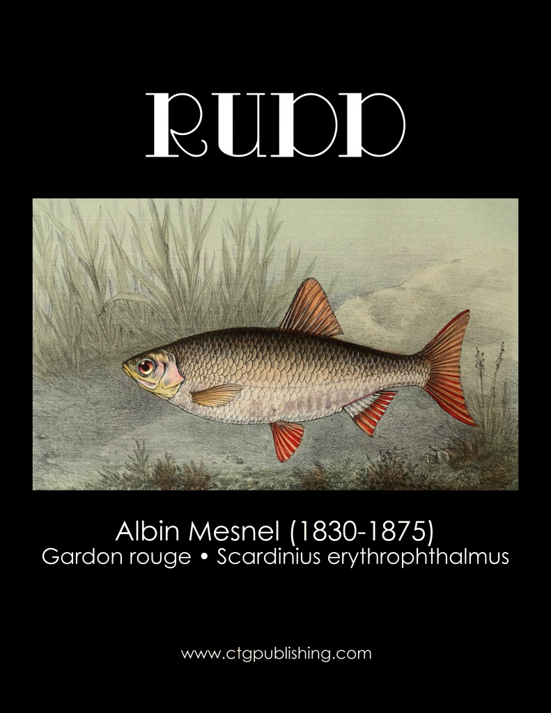 Rudd - Fish Illustration by Albin Mesnel