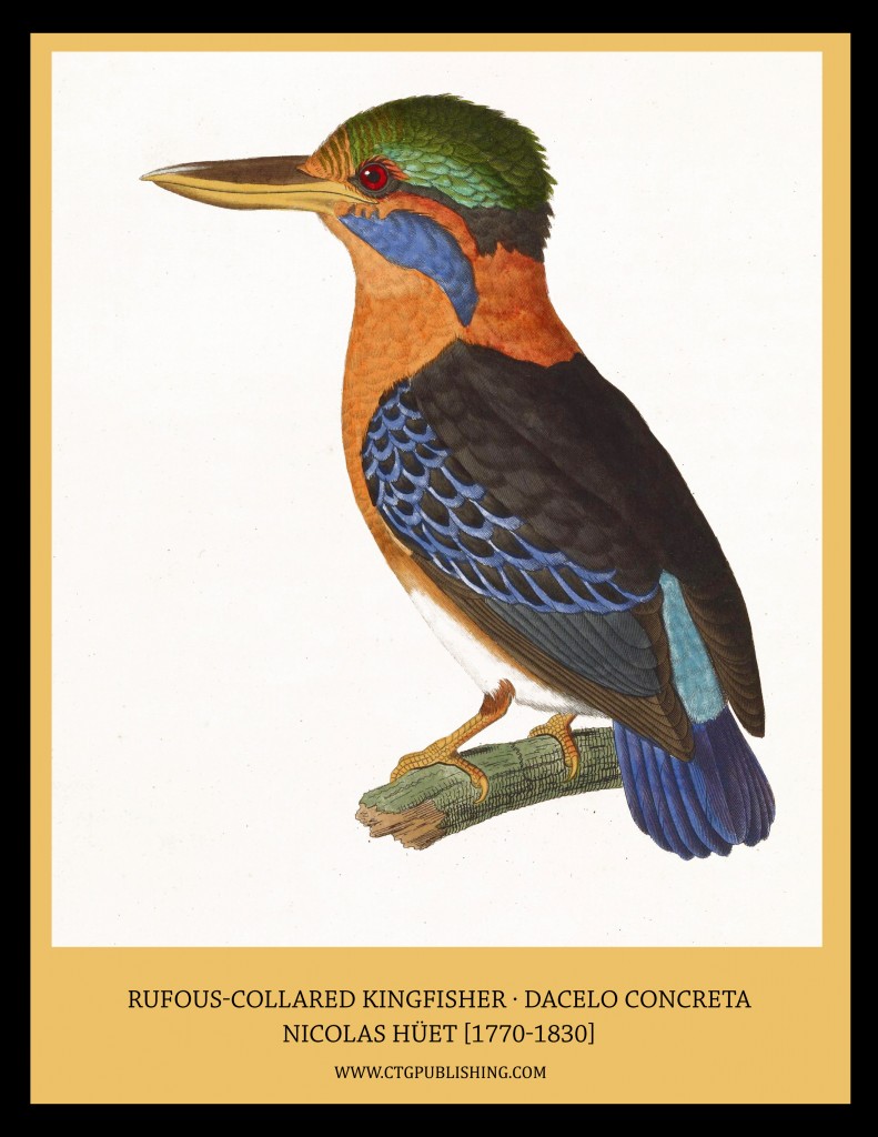 Rufous Collared Kingfisher - Illustration by Nicolas Huet